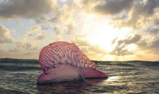 为什么水母会生在大海里呢 巨大水母群覆盖海面